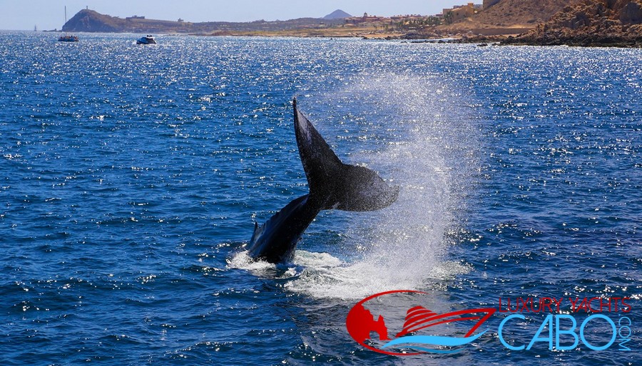 Luxury Yachts Cabo, Cabo San Lucas Yacht Charters, Los Cabos Luxury Yachts, Luxury Boats Cabo, Photography, Yachts, Boats, Charters, Boat Rentals Cabo, La Paz, mega Yachts, Yacht Charters Cabo San Lucas, whale wachting Cabo tours private, yacht